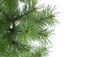 PNG of a lush green pine tree branch with long needles, isolated on a transparent background. Perfect for use in Christmas designs, winter-themed decorations, or festive holiday graphics.
