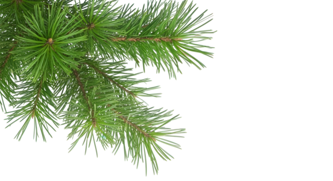 Green pine tree needles on a transparent background, ideal for Christmas decorations, winter scenes, or holiday designs.