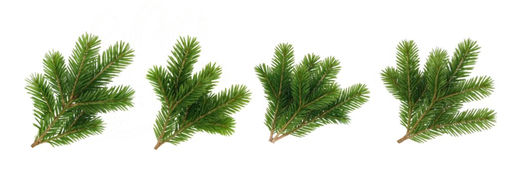 Set of realistic pine or fir tree branches isolated on transparent background, perfect for Christmas decorations, wreaths, or festive compositions.
