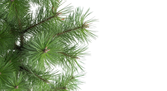 PNG of a lush green pine tree branch with long needles, isolated on a transparent background. Perfect for use in Christmas designs, winter-themed decorations, or festive holiday graphics.
