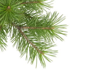 PNG of a pine branch with long green needles, isolated on a transparent background. Ideal for Christmas crafts, winter compositions, greeting cards, or festive seasonal decorations.