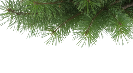 Realistic pine needle branches hanging from above on a transparent background, perfect for holiday designs, borders, or festive scenes.