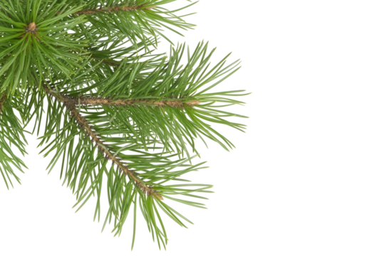 PNG of a pine branch with long green needles, isolated on a transparent background. Ideal for Christmas crafts, winter compositions, greeting cards, or festive seasonal decorations.