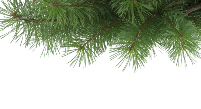Realistic pine needle branches hanging from above on a transparent background, perfect for holiday designs, borders, or festive scenes.