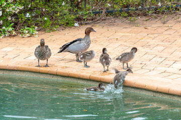 Photograph of a family of Australian Wood Ducks swimming in a domestic swimming pool in the sunshine in the Blue Mountains in NSW, Australia.