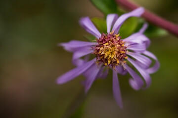 Purple prairie aster; Aster Amellus	