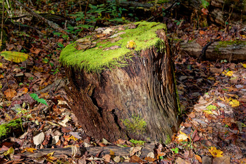 Rotting tree trunk covered with moss