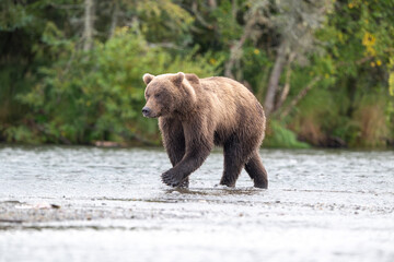 Alaskan brown bear standing in Brooks River