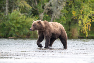 Alaskan brown bear standing in Brooks River