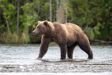 Alaskan brown bear standing in Brooks River