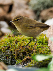 sta es una fotografía concisa y de alta calidad de un pequeño pájaro paseriforme, probablemente un Mosquitero Común o una especie similar (Phylloscopus), posado de forma central en un trozo de madera 