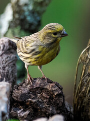 Esta es una fotografía nítida de un Verdecillo Común (Serinus serinus), un pequeño fringílido, posado en una rama delgada cubierta de líquenes. El pájaro está orientado hacia la izquierda, mostrando s