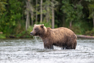 Alaskan brown bear standing in Brooks River