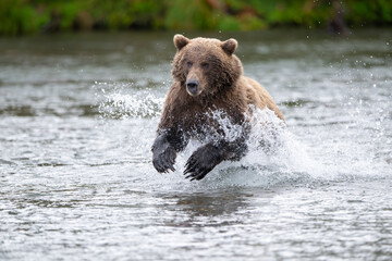 Alaskan brown bear chasing salmon in Brooks River