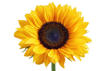 Fototapeta premium Close-up of a vibrant sunflower, bright yellow petals surrounding a dark brown and purple disc center. A single stem is visible