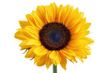 Close-up of a vibrant sunflower, bright yellow petals surrounding a dark brown and purple disc center.  A single stem is visible