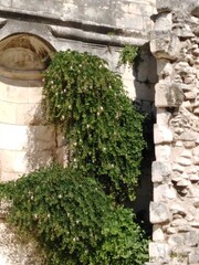 Caper bush on a ruin