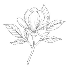 Obraz premium A magnolia flower blooming with leaves on a stem in a simple line drawing style