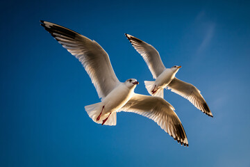 Obraz premium Stunning seagulls soaring freely in the clear blue sky, symbolizing freedom and the beauty of nature, perfect for travel and environmental themes