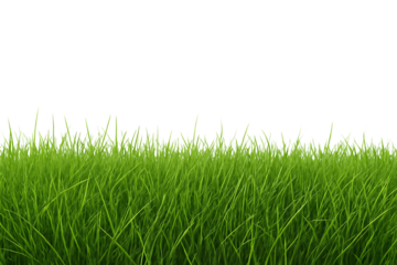 Lush green grass blades with detailed texture and vibrant color, cutout, PNG isolated on white or transparent background