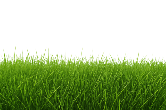 Lush green grass blades with detailed texture and vibrant color, cutout, PNG isolated on white or transparent background