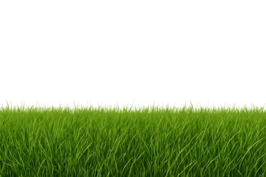 Lush green grass blades with white tips against a dark void isolated on a transparent background lawn, cutout, PNG isolated on white or transparent background