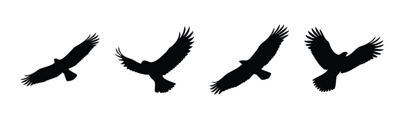 Fototapeta premium Flying eagle silhouettes showing various wing positions.