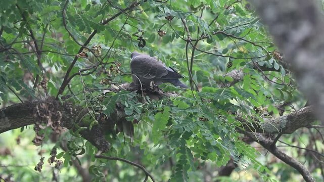 Picazuro patagioenas wild pigeon protecting its nest from the gale with its chick in a Brazilwood tree.Protection of offspring, family, family values, reproduction, maternal instinct, paternal instinc