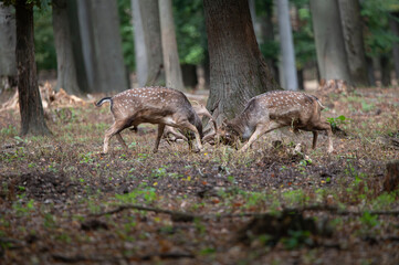 Dama dama and an important period of the year, the female rut. 