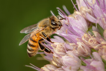 Closeup on an honeybee gathering pollen in a pink flower on a summer morning with blurred background