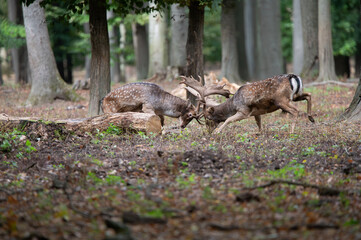 Dama dama and an important period of the year, the female rut. 