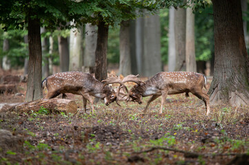 Dama dama and an important period of the year, the female rut. 