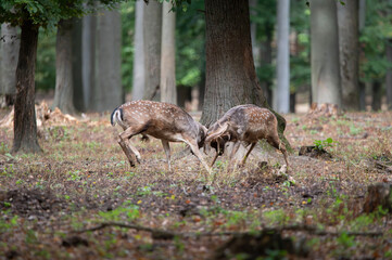 Dama dama and an important period of the year, the female rut. 