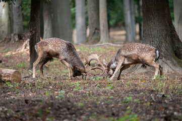 Dama dama and an important period of the year, the female rut. 