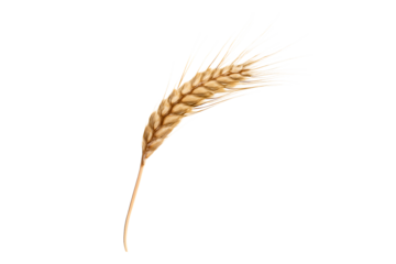 Single ripe golden wheat stalk with detailed texture and wispy awns isolated on a transparent background, cutout, PNG isolated on white or transparent background