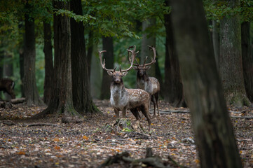 Dama dama and an important period of the year, the female rut. 