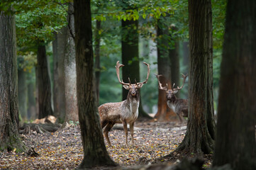 Dama dama and an important period of the year, the female rut. 
