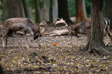 Obraz premium Dama dama and an important period of the year, the female rut. 