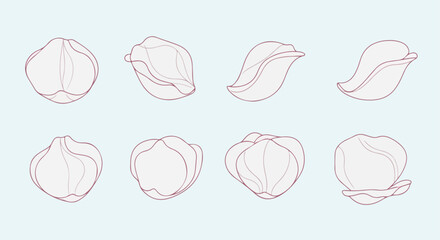 Rose bud stages outline collection with transparent background