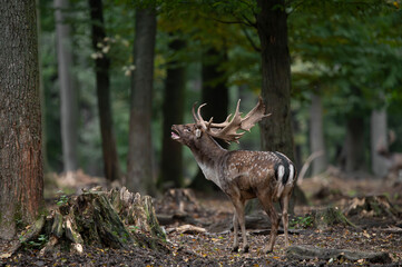 Dama dama and an important period of the year, the female rut. 