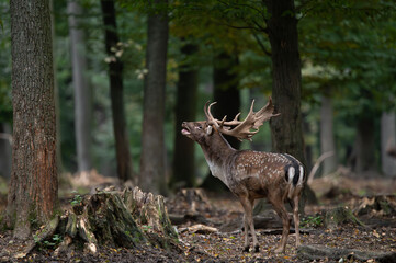 Dama dama and an important period of the year, the female rut. 