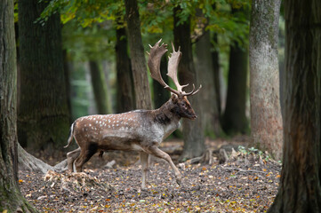 Dama dama and an important period of the year, the female rut. 
