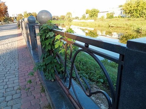 Decorative metal fence along a riverside walkway covered with green climbing vines. Calm water reflects nearby trees and buildings in warm evening sunlight. The scene captures a blend of urban design 
