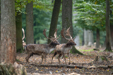 Dama dama and an important period of the year, the female rut. 