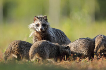 Jenot (Nyctereutes) raccoon dog