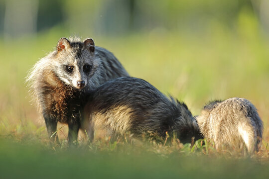 Jenot (Nyctereutes) raccoon dog