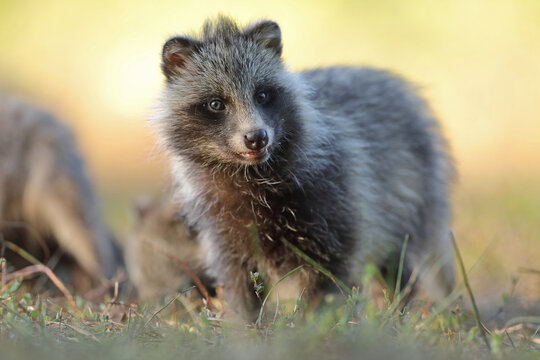 Jenot (Nyctereutes) raccoon dog