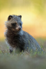 Jenot (Nyctereutes) raccoon dog