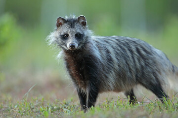 Naklejka premium Jenot (Nyctereutes) raccoon dog