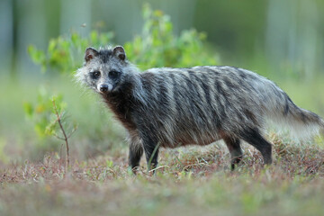 Jenot (Nyctereutes) raccoon dog
